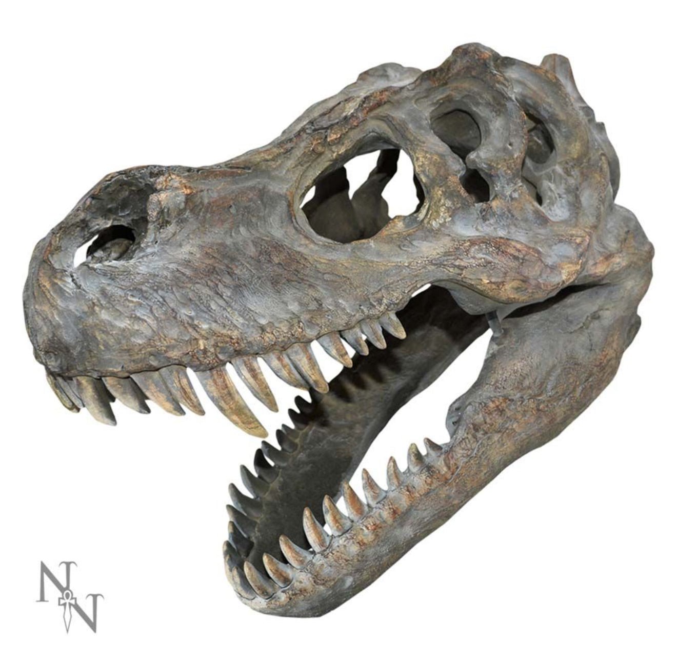 T-REX ORNAMENT / Dinosaur Skull - The Man Cave Broadway