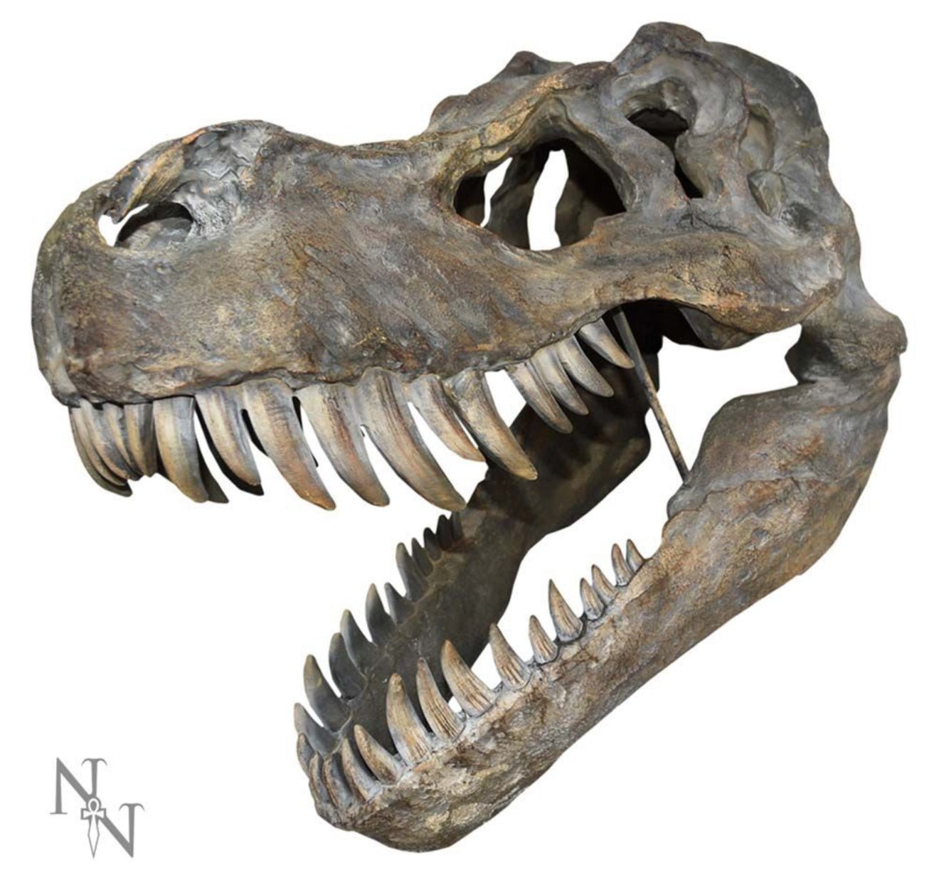T-REX ORNAMENT / Dinosaur Skull - The Man Cave Broadway