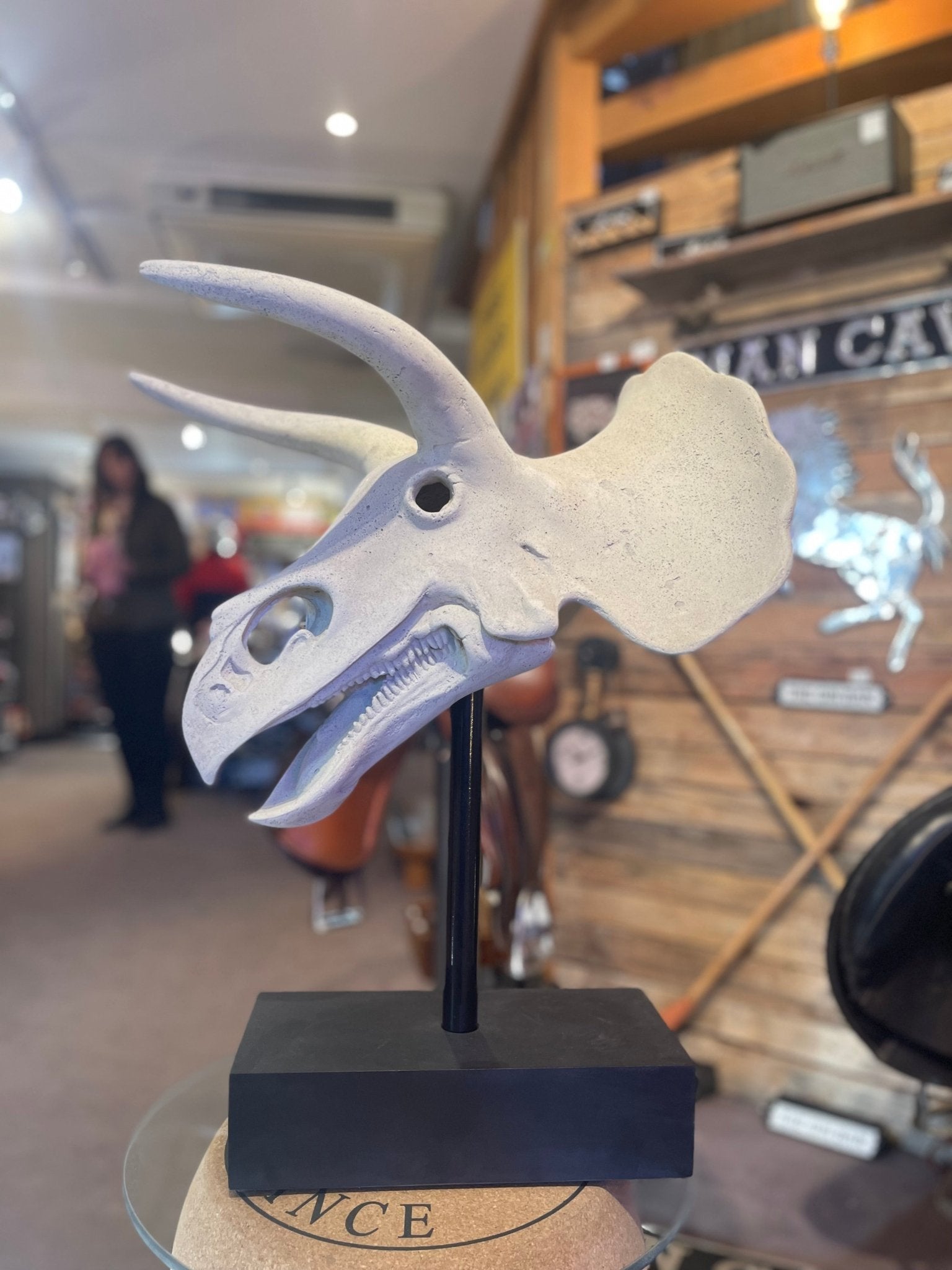 Triceratops Skull - The Man Cave Broadway