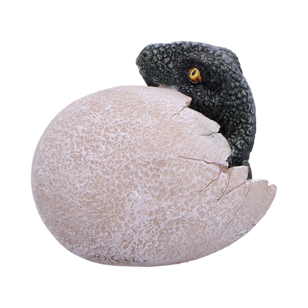 DINOSAUR - RAPTORS DAWN / DINOSAUR EGG HATCHING - The Man Cave Broadway