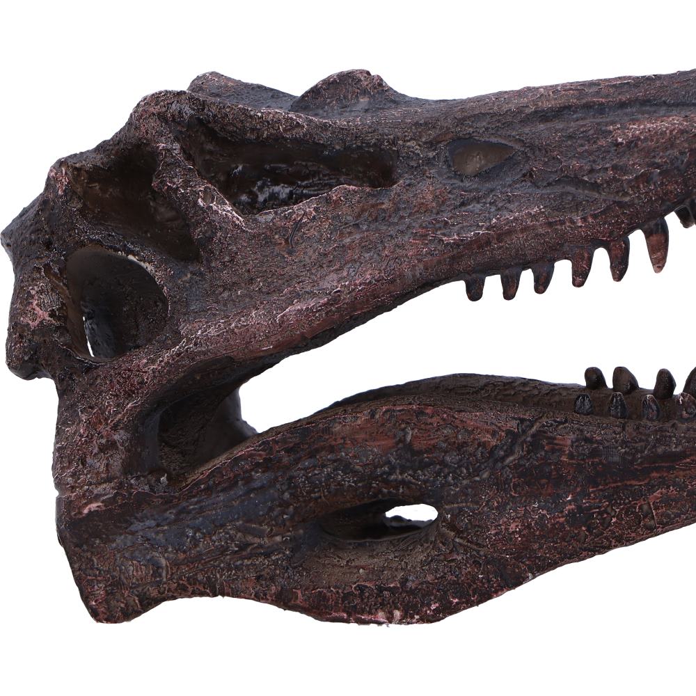 DINOSAUR - SPINOSAURUS SKULL JURASSIC Authentic Replica - The Man Cave Broadway