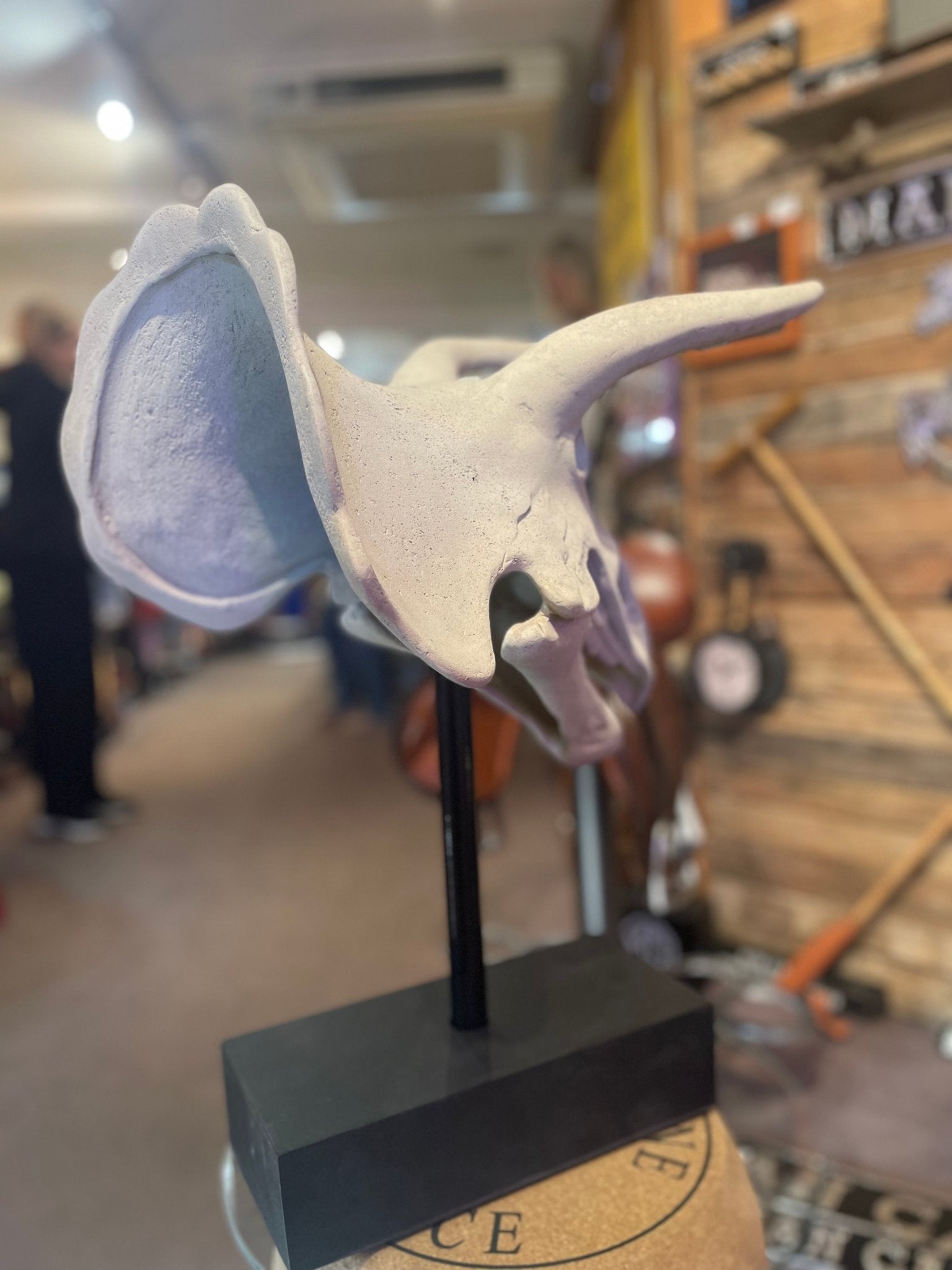 Triceratops Skull - The Man Cave Broadway