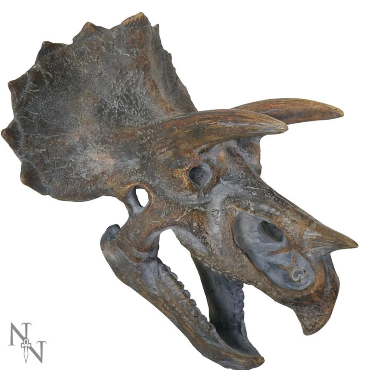 Triceratops Dinosaur Skull 23cm