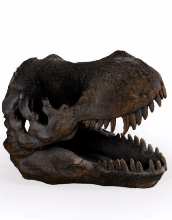 T-REX ORNAMENT / Dinosaur Skull - The Man Cave Broadway